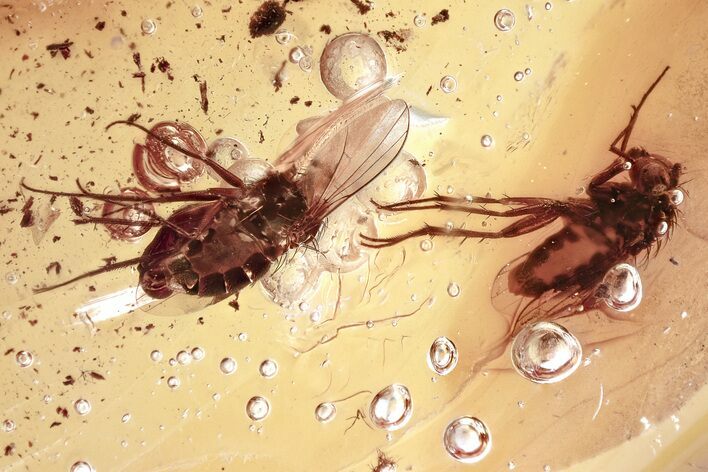 Two Detailed Fossil Flies (Dolichopodidae) in Baltic Amber #367511